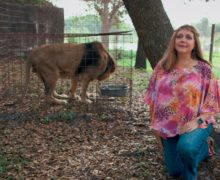 Cinegiornale.net tiger-king-tara-reid-in-trattative-per-interpretare-carole-baskin-220x180 Tiger King: Tara Reid in trattative per interpretare Carole Baskin News  