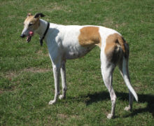 Cinegiornale.net greyhound-220x180 Greyhound News Trailers  