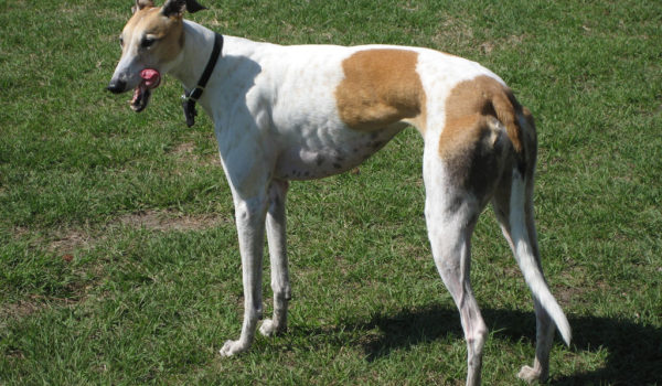 Cinegiornale.net greyhound-600x350 Greyhound News Trailers  