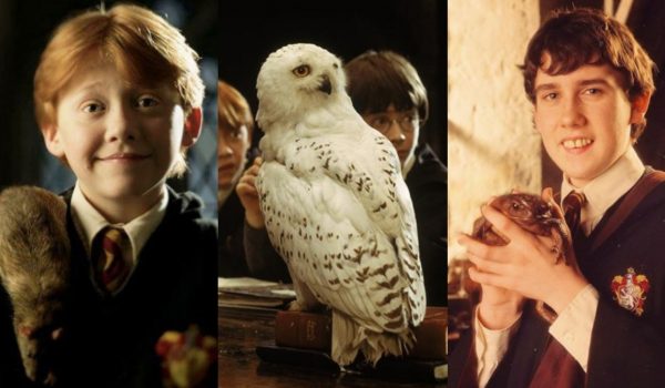 Cinegiornale.net harry-potter-quiz-quale-animale-porteresti-ad-hogwarts-600x350 Harry Potter Quiz: quale animale porteresti ad Hogwarts? News  
