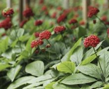 Cinegiornale.net lestate-e-alle-porte-con-questi-rimedi-naturali-perderai-peso-senza-sforzi-e-senza-spese-220x180 L’estate è alle porte: con questi rimedi naturali perderai peso senza sforzi e senza spese News  