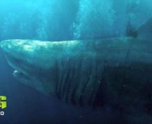 Cinegiornale.net shark-2-labisso-e-stato-rilasciato-il-trailer-ufficiale-del-film-220x180 Shark 2 – L’Abisso: è stato rilasciato il trailer ufficiale del film News  