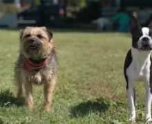 Cinegiornale.net doggy-style-il-trailer-della-commedia-dai-produttori-di-cocainorso-220x180 Doggy Style: il trailer della commedia dai produttori di Cocainorso News  
