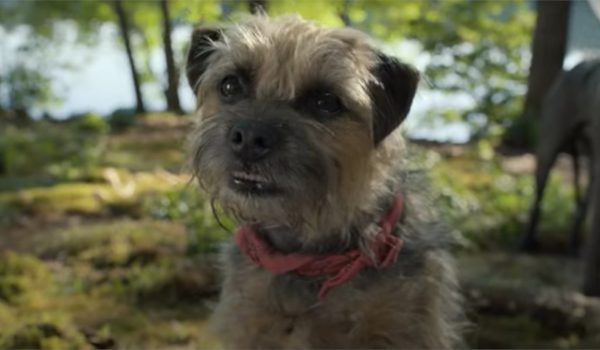 Cinegiornale.net doggy-style-la-prima-clip-della-commedia-in-arrivo-il-14-settembre-nei-cinema-600x350 Doggy Style: la prima clip della commedia in arrivo il 14 settembre nei cinema News  