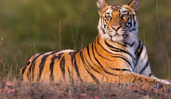 Cinegiornale.net tigers-600x350 Tigers Cinema News Trailers  