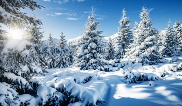 Cinegiornale.net neve-600x350 Neve Cinema News Trailers  
