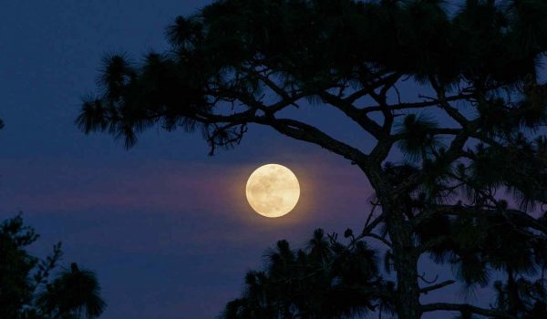 Cinegiornale.net superluna-600x350 Superluna Cinema News Trailers  