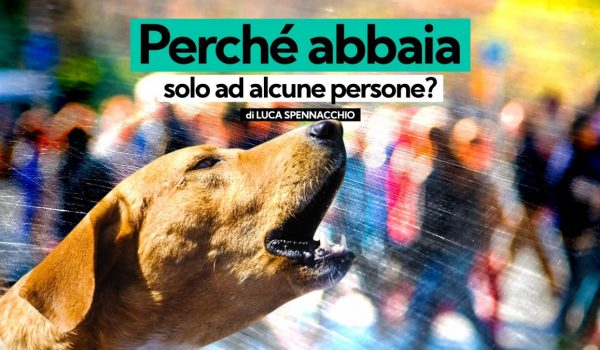Cinegiornale.net perche-i-cani-abbaiano-solo-ad-alcune-persone-parlano-gli-esperti-600x350 Perchè i cani abbaiano solo ad alcune persone? | Parlano gli esperti News  