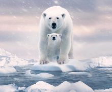 Cinegiornale.net per-la-giornata-mondiale-dellorso-polare-vi-consigliamo-un-film-da-vedere-su-disney-220x180 Per la Giornata mondiale dell’orso polare vi consigliamo un film da vedere su Disney+ News  