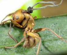 Cinegiornale.net cosa-ce-di-vero-nel-fungo-di-the-last-of-us-tutto-sul-temibile-cordyceps-220x180 Cosa c’è di vero nel fungo di The Last of Us? Tutto sul temibile Cordyceps News Serie-tv  
