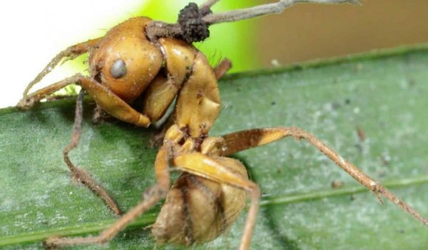 Cinegiornale.net cosa-ce-di-vero-nel-fungo-di-the-last-of-us-tutto-sul-temibile-cordyceps-600x350 Cosa c’è di vero nel fungo di The Last of Us? Tutto sul temibile Cordyceps News Serie-tv  