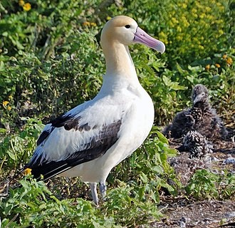 Cinegiornale.net albatross Albatross Cinema News  