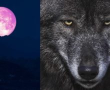 Cinegiornale.net licantropi-sotto-la-luna-delle-fragole-i-10-film-cult-da-vedere-220x180 Licantropi sotto la Luna delle Fragole: i 10 film cult da vedere Cinema News  