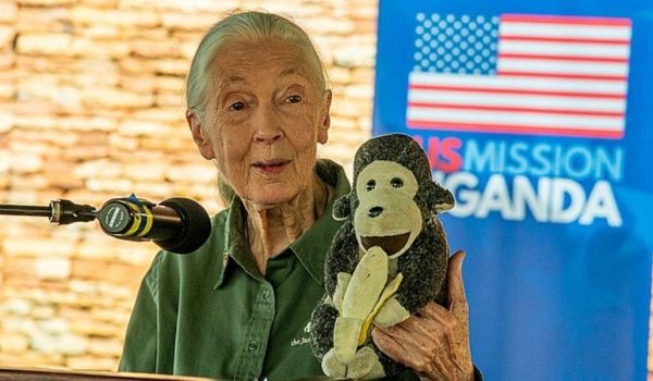 Cinegiornale.net chi-era-davvero-jane-goodall-3-documentari-per-conoscere-la-scienziata-che-parlava-con-gli-scimpanze-1-600x350 Chi era davvero Jane Goodall? 3 documentari per conoscere la scienziata che parlava con gli scimpanzé News  